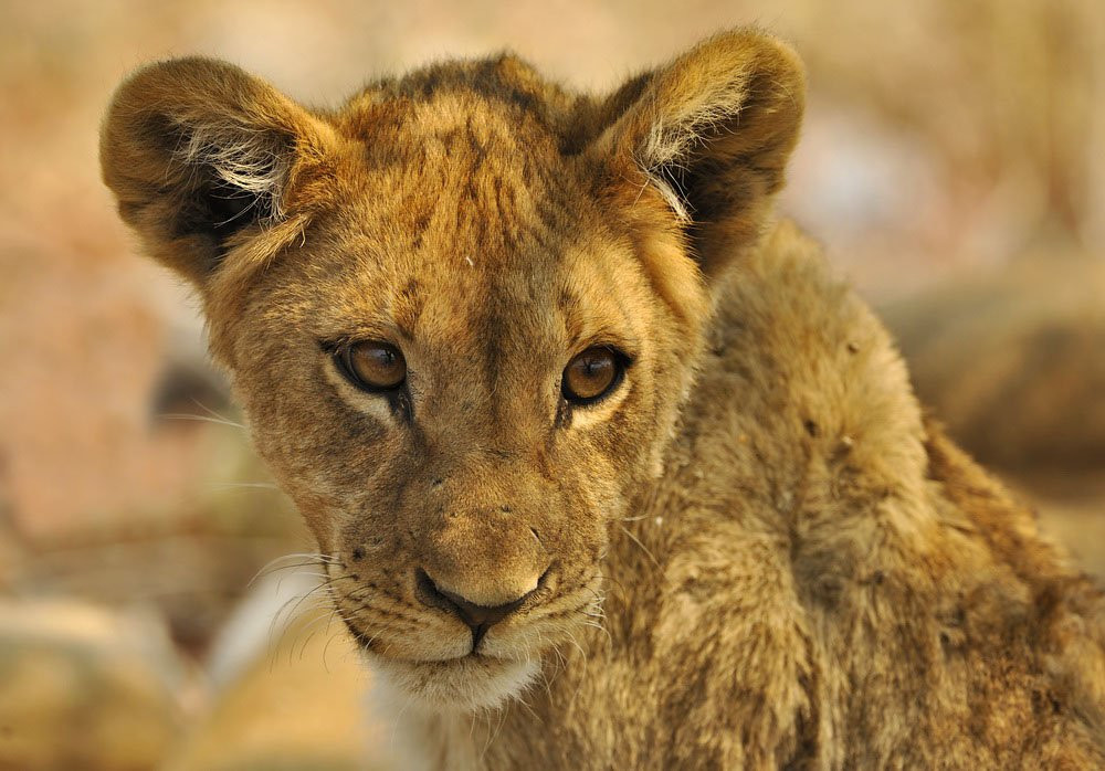 Намибия, фото № 5600 – фотографии Намибии