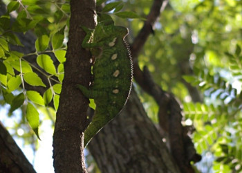 Мадагаскар, фото № 2209 – фотографии Мадагаскара