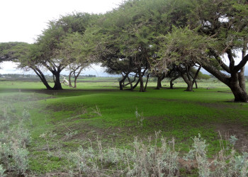 Природа на озере Тана, Эфиопия. Фото 1 – фотографии Эфиопии