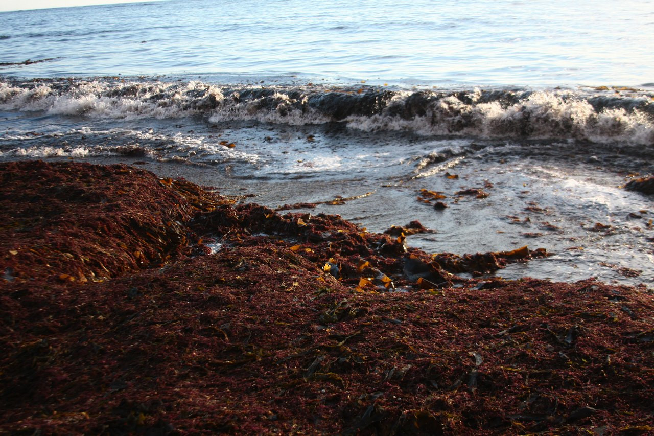 Командорские острова. Фото 7 – фотографии России