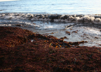 Командорские острова. Фото 7 – фотографии России