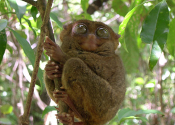 Филиппинский долгопят. Фото 1 – фотографии Филиппин