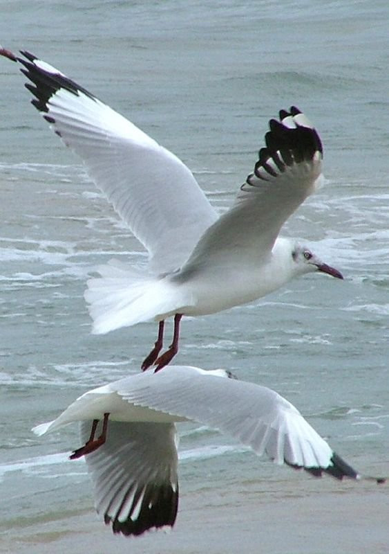 Яла Национальный Парк, Шри-Ланка, фото № 52643 – фотографии Шри-Ланки