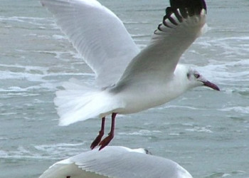 Яла Национальный Парк, Шри-Ланка, фото № 52643 – фотографии Шри-Ланки