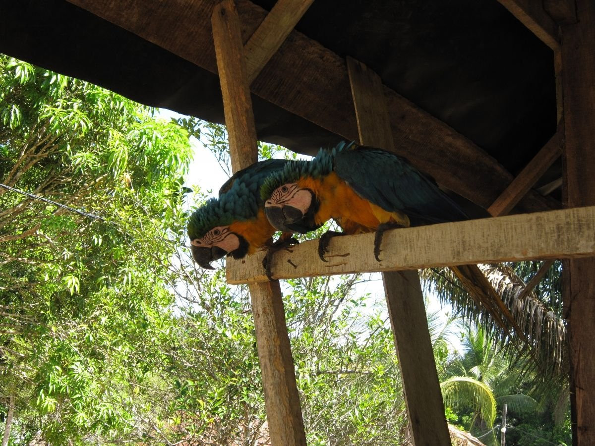 Суринам, фото № 4666 – фотографии Суринама