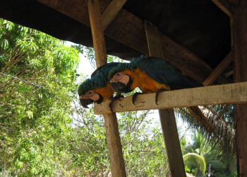 Суринам, фото № 4666 – фотографии Суринама