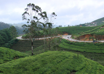 Нувара Элия, Шри-Ланка, фото № 52014 – фотографии Шри-Ланки