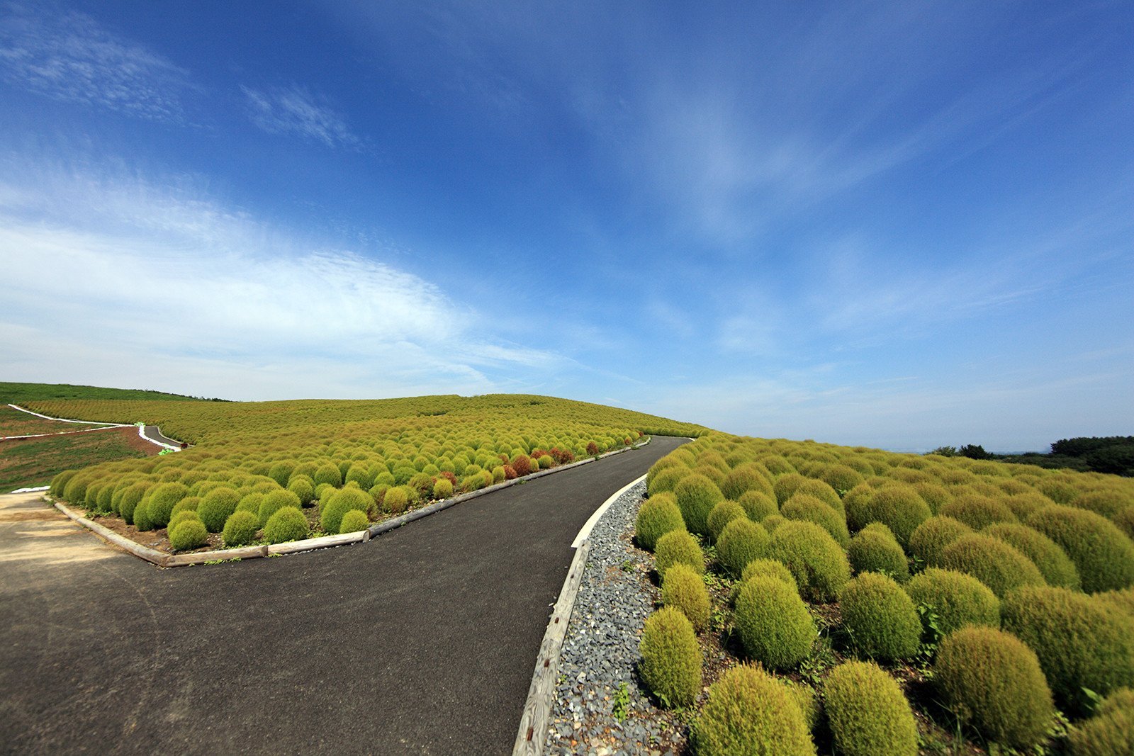 Парк Хитачи-Сисайд в Японии. Фото 1 – фотографии Японии