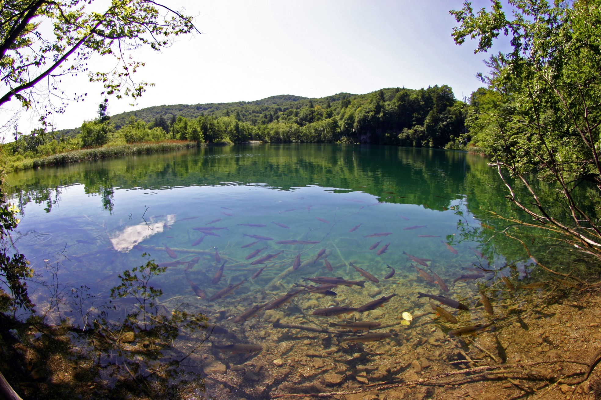 Рыба в Национальном парке, Хорватия – фотографии Хорватии