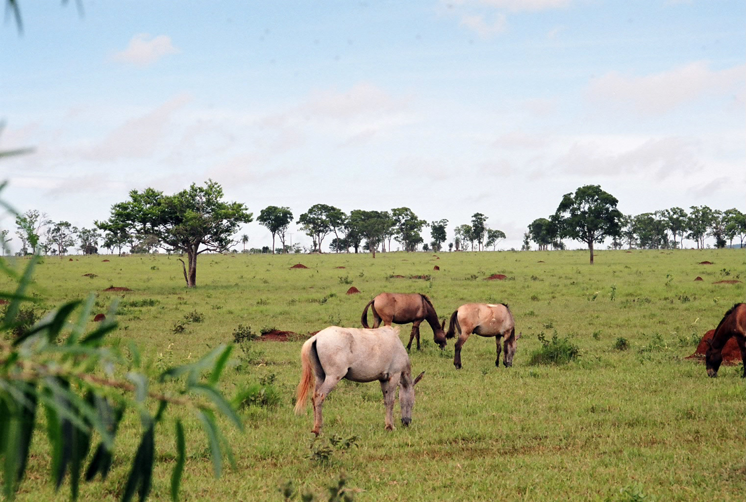 Сельская местность в Бониту – фотографии Бразилии