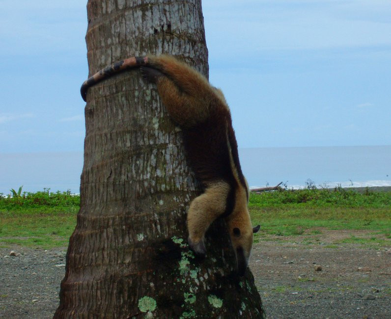Корковадо Национальный Парк, Пунтаренас провинция, Коста-Рика, фото № 40508 – фотографии Коста-Рики