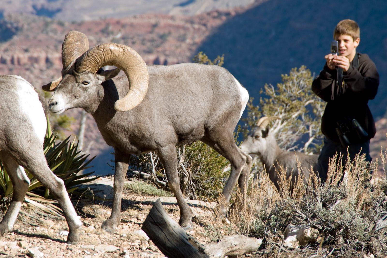Гранд-Каньон Национальный парк, Аризона штат, США, фото № 67805 – фотографии США