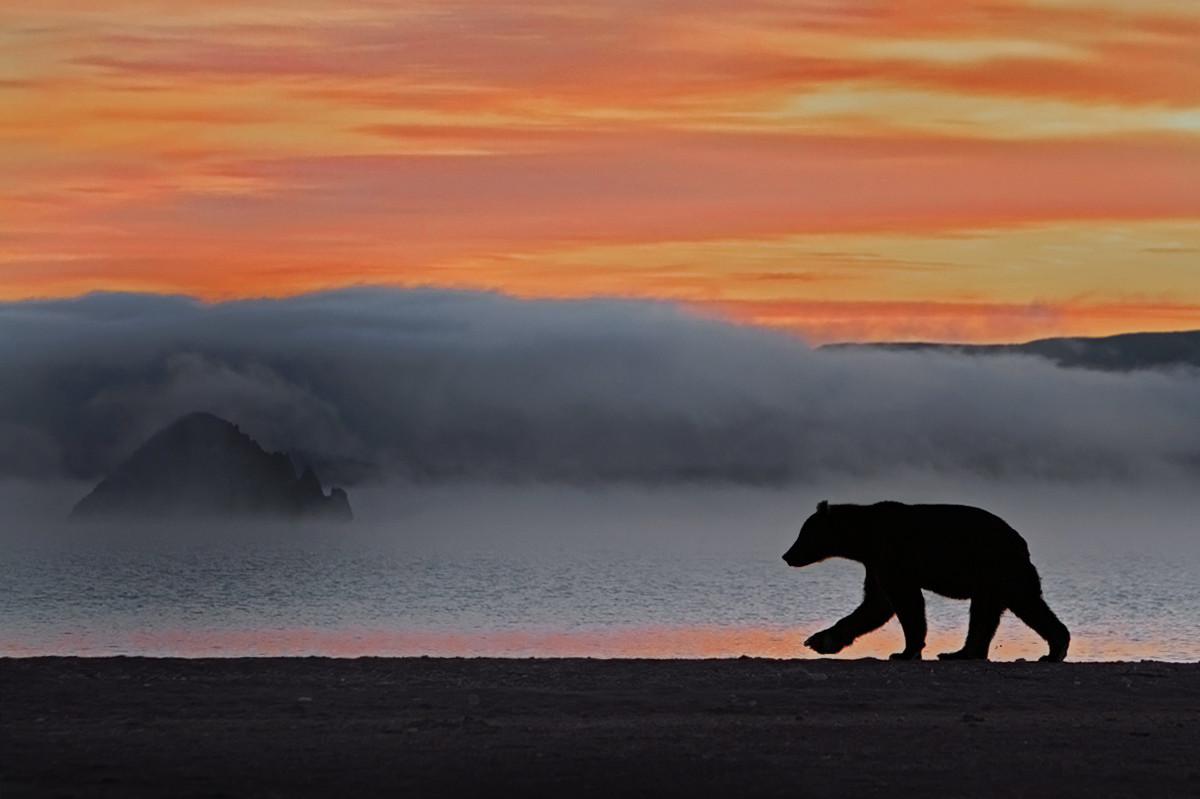 Прогуливающийся мишка на Камчатке. Фото 1 – фотографии России