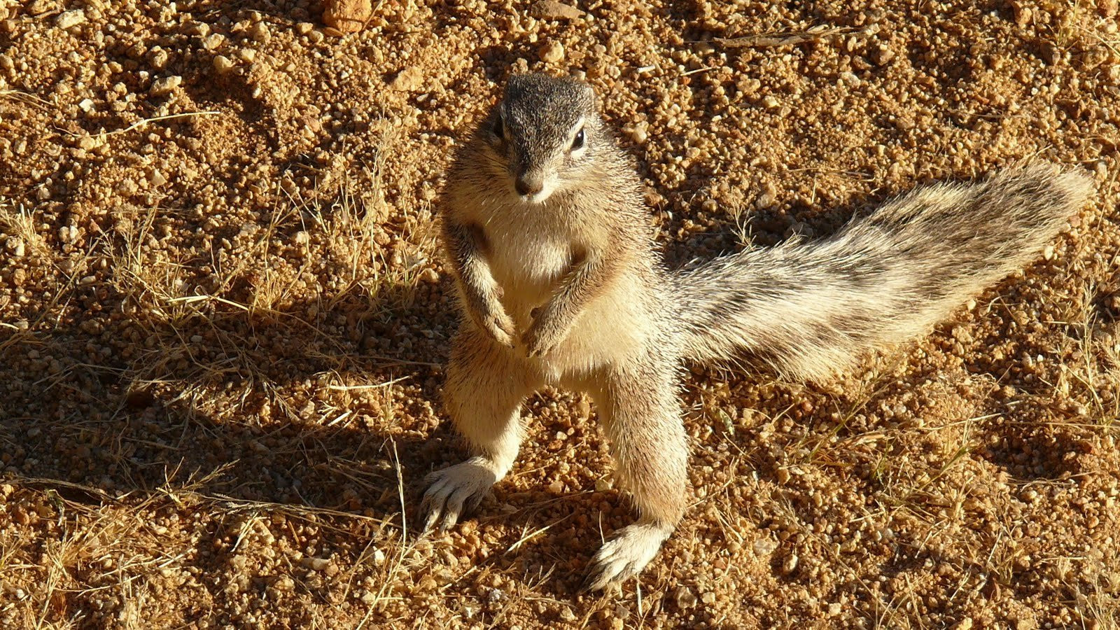 Намибия, фото № 5702 – фотографии Намибии