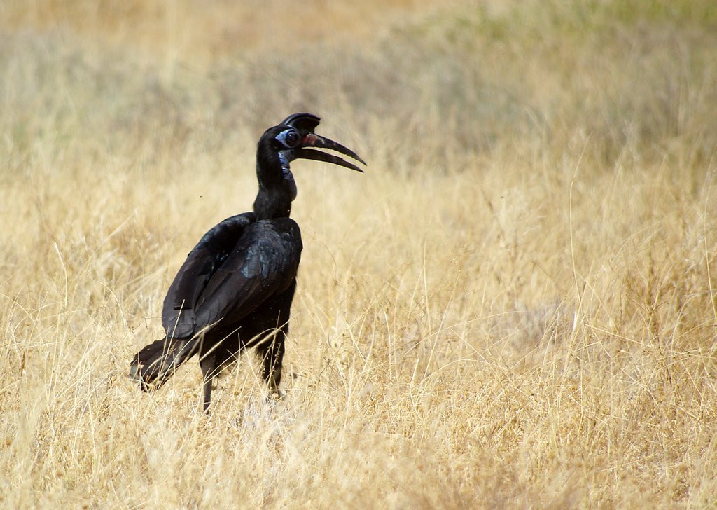 Птица в Эфиопии. Фото 4 – фотографии Эфиопии