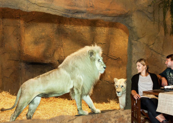 Отель-зоопарк Jamala Wildlife Lodge в Австралии. Фото 1 – фотографии Австралии