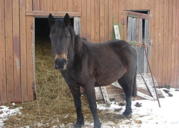 Лошадь на острове Кий, Россия. Фото 1 – фотографии России