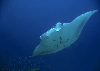 Скат в водах Палау – фотографии Палау