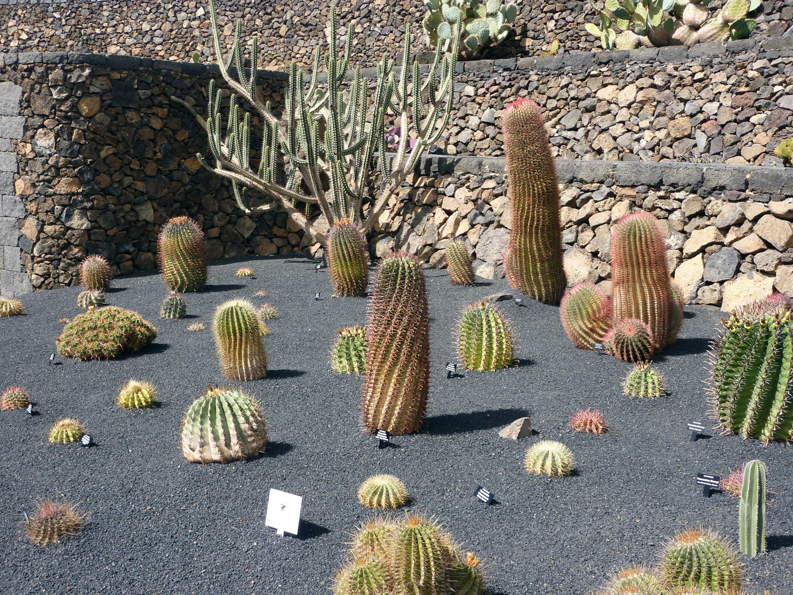 Кактусовый сад (Jardin de Cactus) на острове Лансароте – фотографии Канарских островов