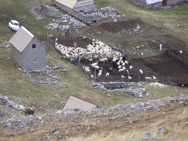 Животные в Даниловград, Черногория – фотографии Черногории