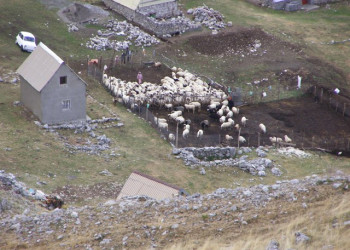 Животные в Даниловград, Черногория – фотографии Черногории