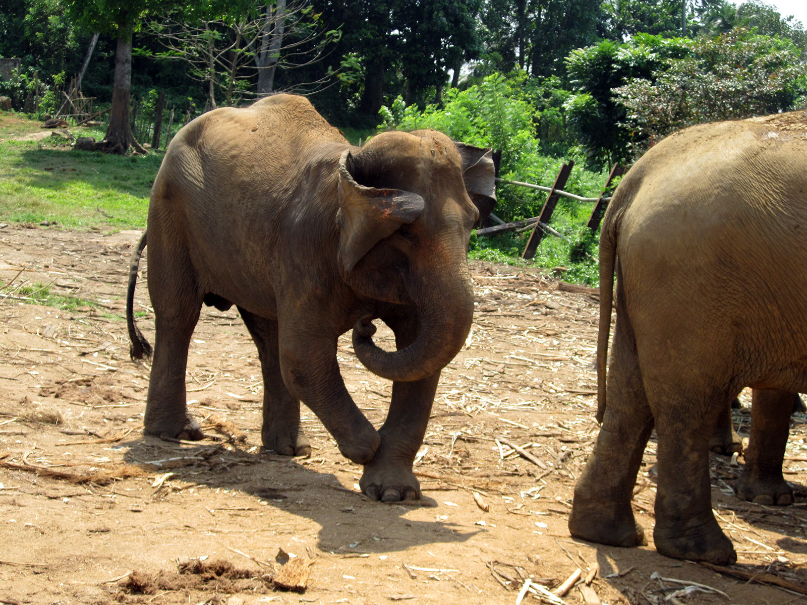 Слоновий питомник Пиннавела - слониха без ноги – фотографии Шри-Ланки