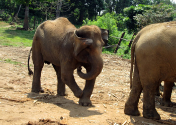 Слоновий питомник Пиннавела - слониха без ноги – фотографии Шри-Ланки