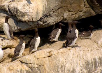 Аляска штат, США, фото № 67669 – фотографии США