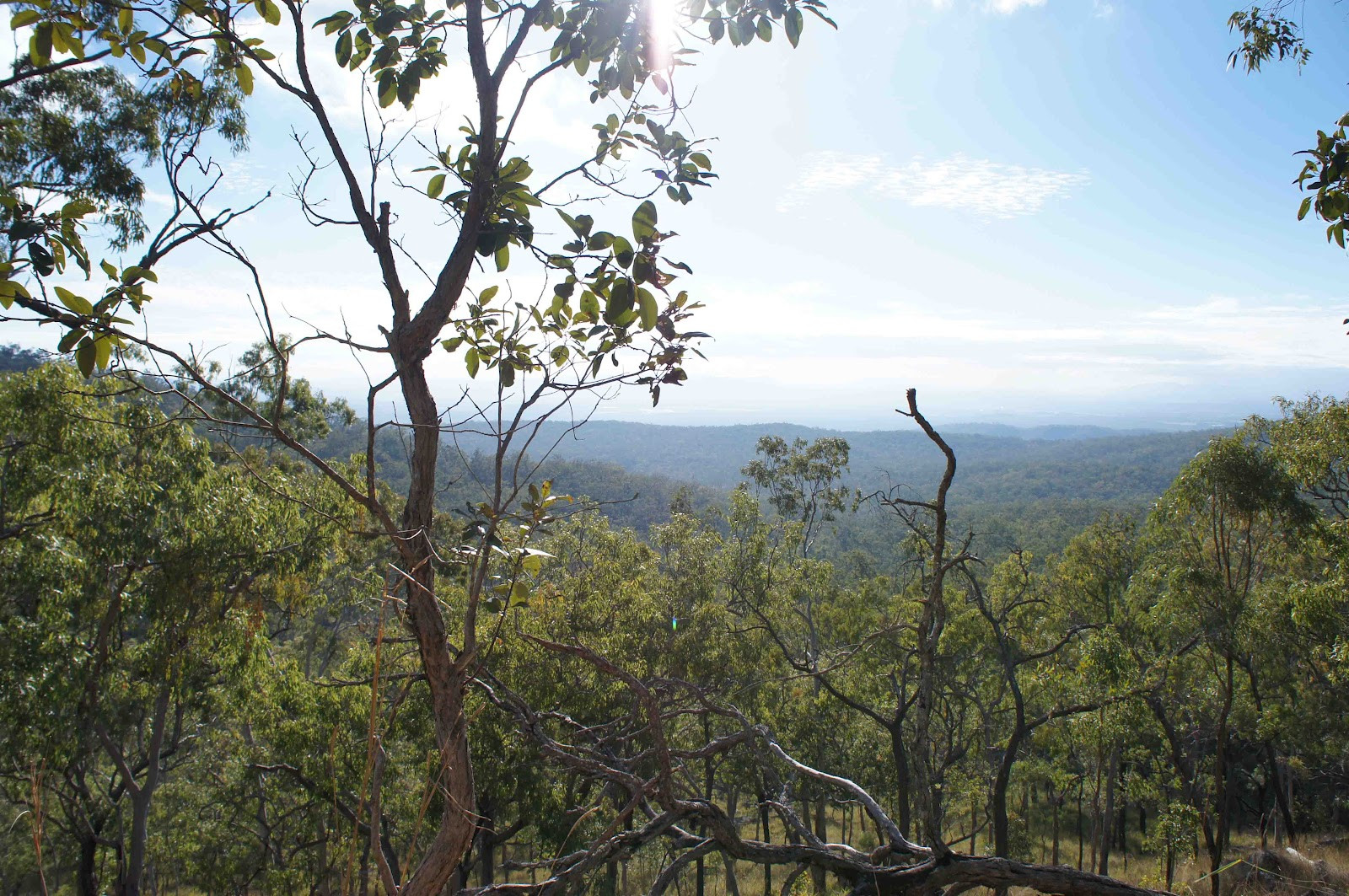 В окрестностях Атертона. Фото 1 – фотографии Австралии