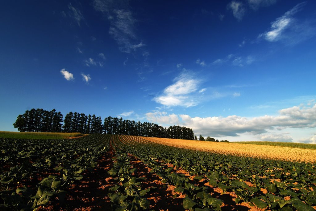 Хоккайдо остров, Хоккайдо регион, Япония, фото № 72721 – фотографии Японии