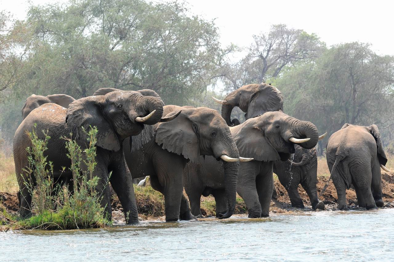 Слоны в Замбии – фотографии Замбии