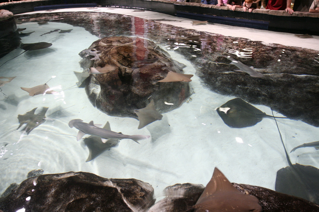 Акулы и скаты в аквариуме Джорджии в Атланте – фотографии США
