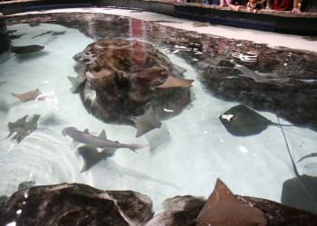 Акулы и скаты в аквариуме Джорджии в Атланте – фотографии США