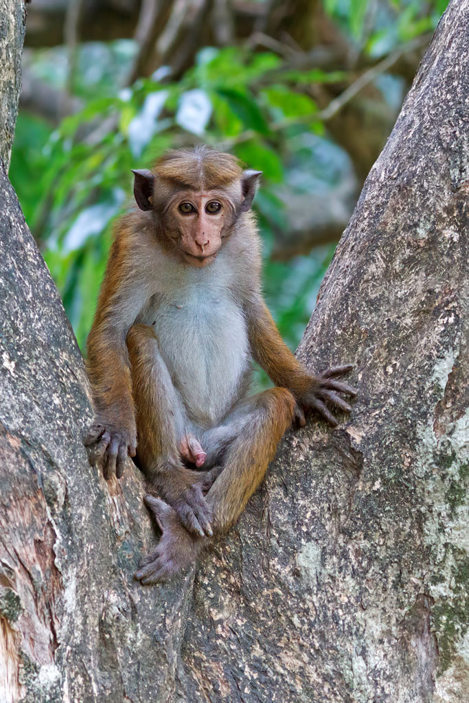 Королевский Ботанический сад, Канди, Шри-Ланка. Фото 6 – фотографии Шри-Ланки