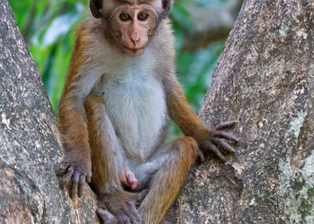 Королевский Ботанический сад, Канди, Шри-Ланка. Фото 6 – фотографии Шри-Ланки