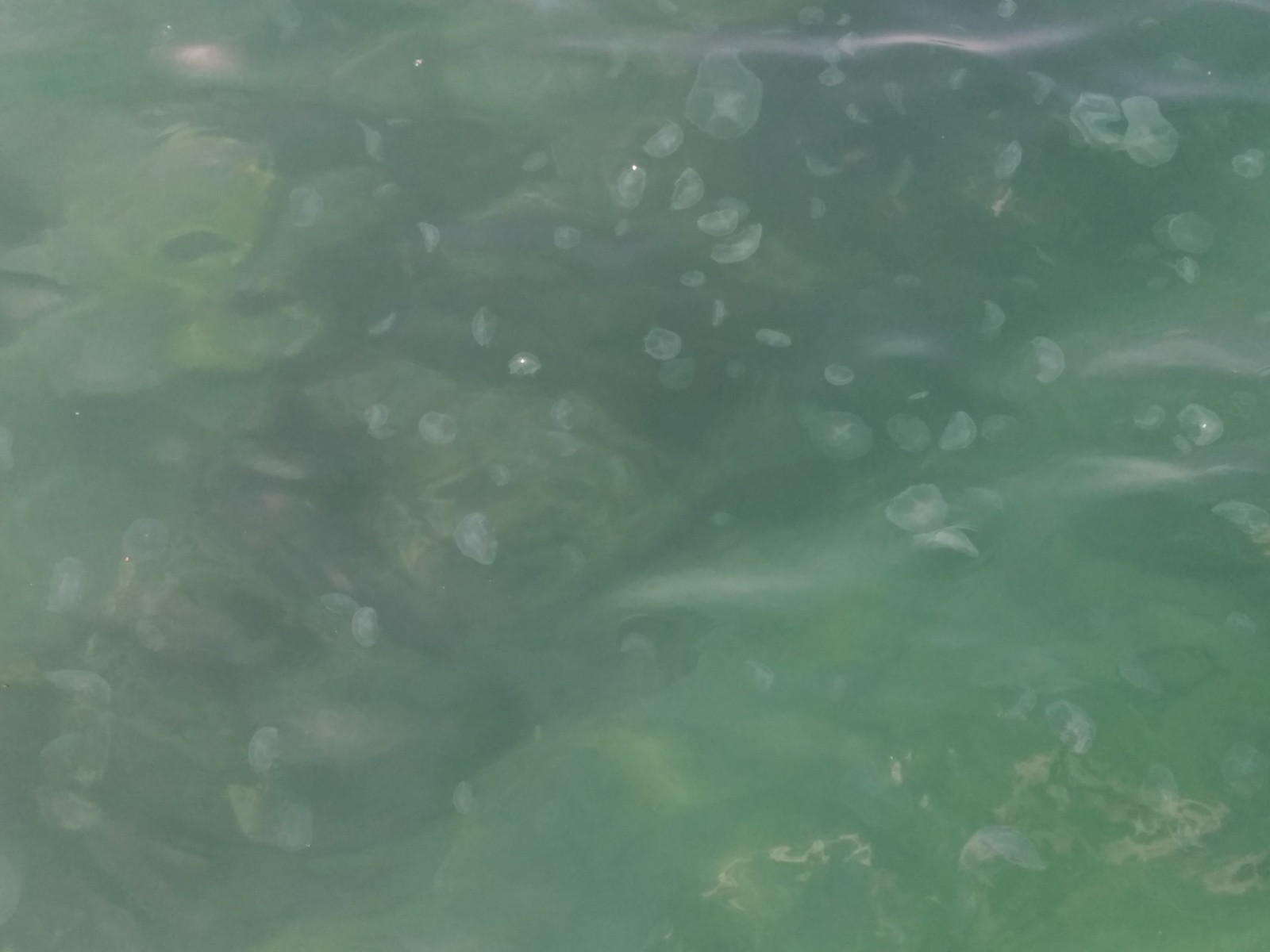 Медузы, Южный, Туапсе. Фото 16 – фотографии России