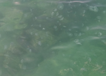 Медузы, Южный, Туапсе. Фото 16 – фотографии России