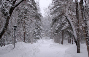 Природа в Шмаковке, Россия. Фото 2 – фотографии России