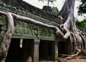Ta Prohm, Siem Reap – фотографии Камбоджи