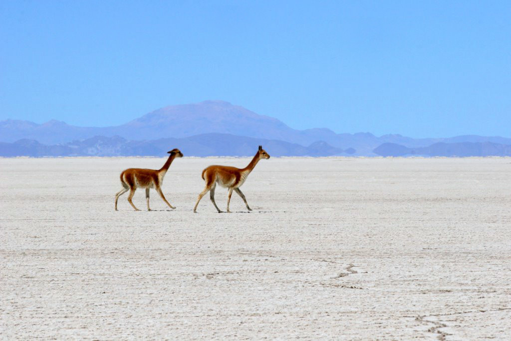 Солончак Уюни – фотографии Боливии