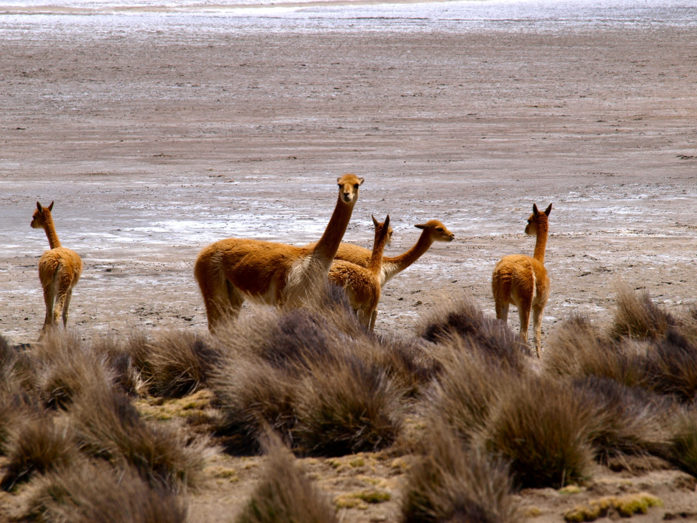 Животные в Салинас и Агуада-Бланка – фотографии Перу