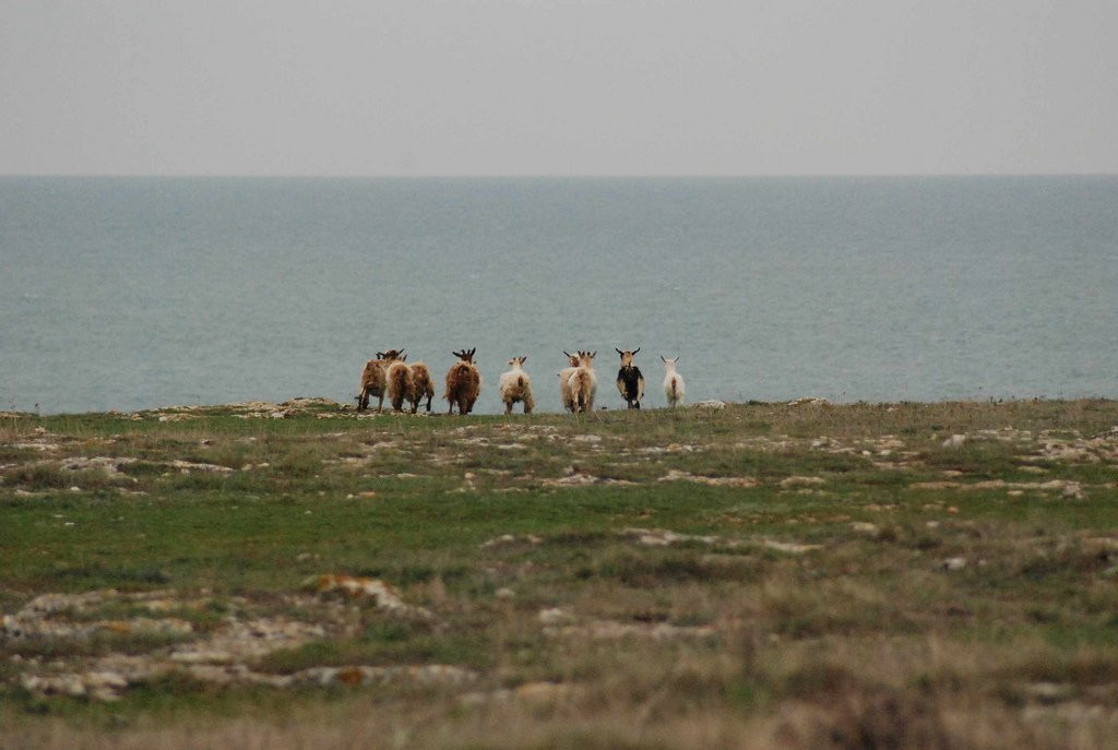 Животные на берегу в Камен-Бряг, Болгария – фотографии Болгарии