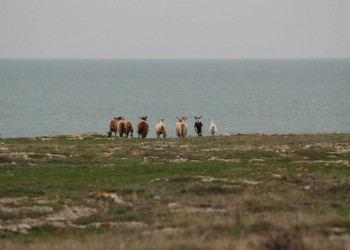 Животные на берегу в Камен-Бряг, Болгария – фотографии Болгарии