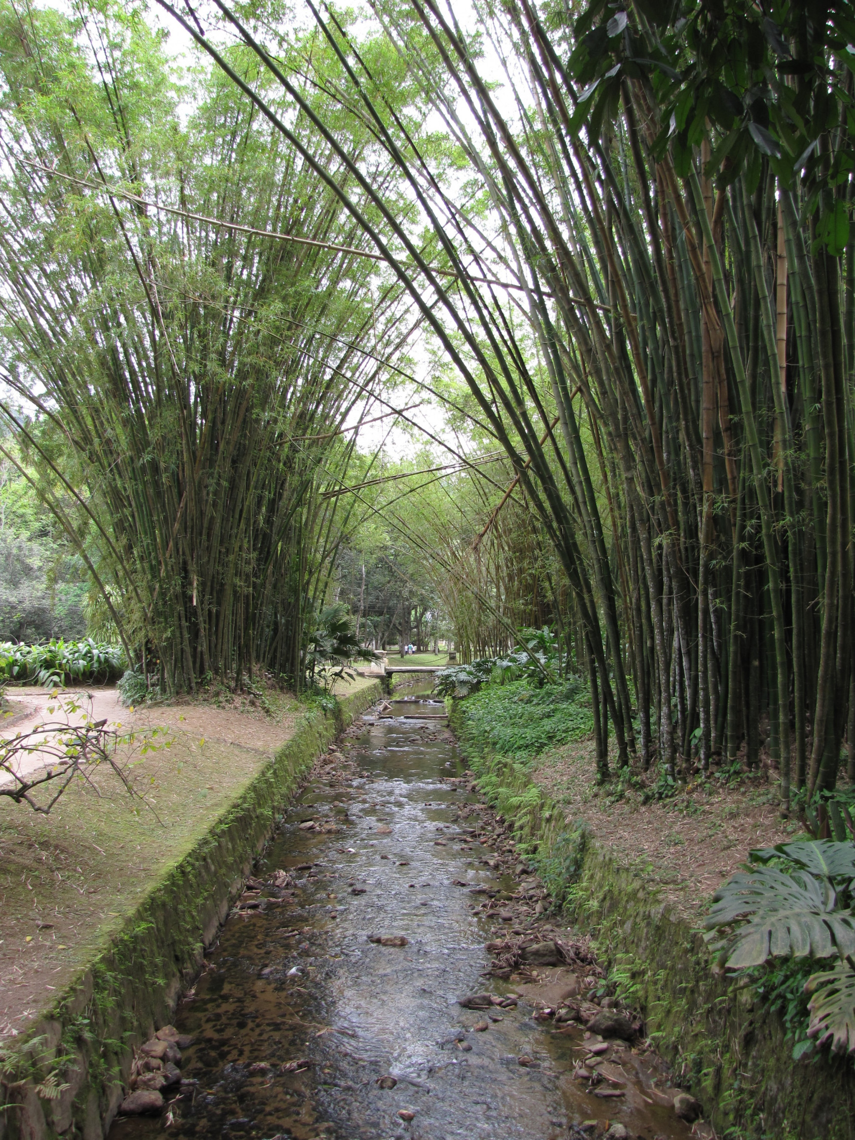 Рио-де-Жанейро. Ботанический сад. – фотографии Бразилии