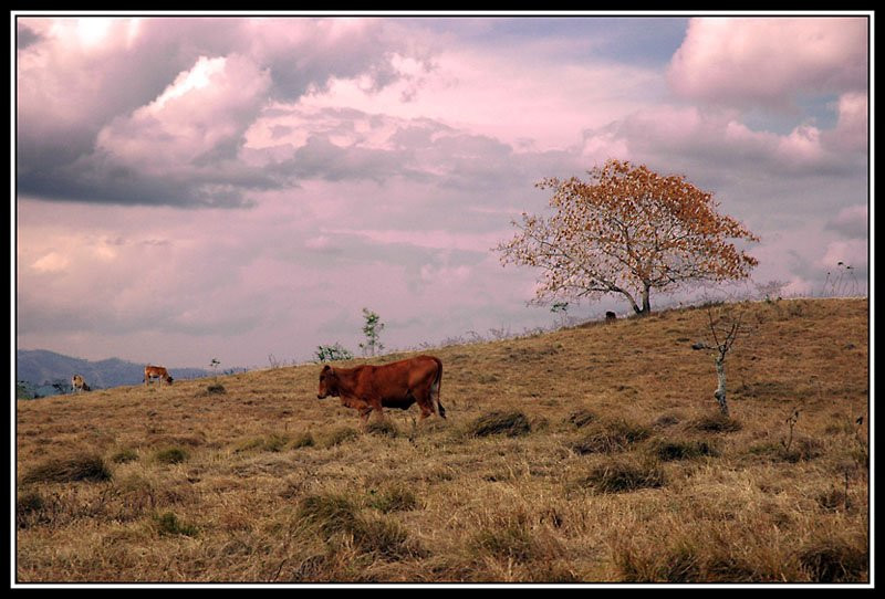 Доминикана, фото № 440 – фотографии Доминиканы