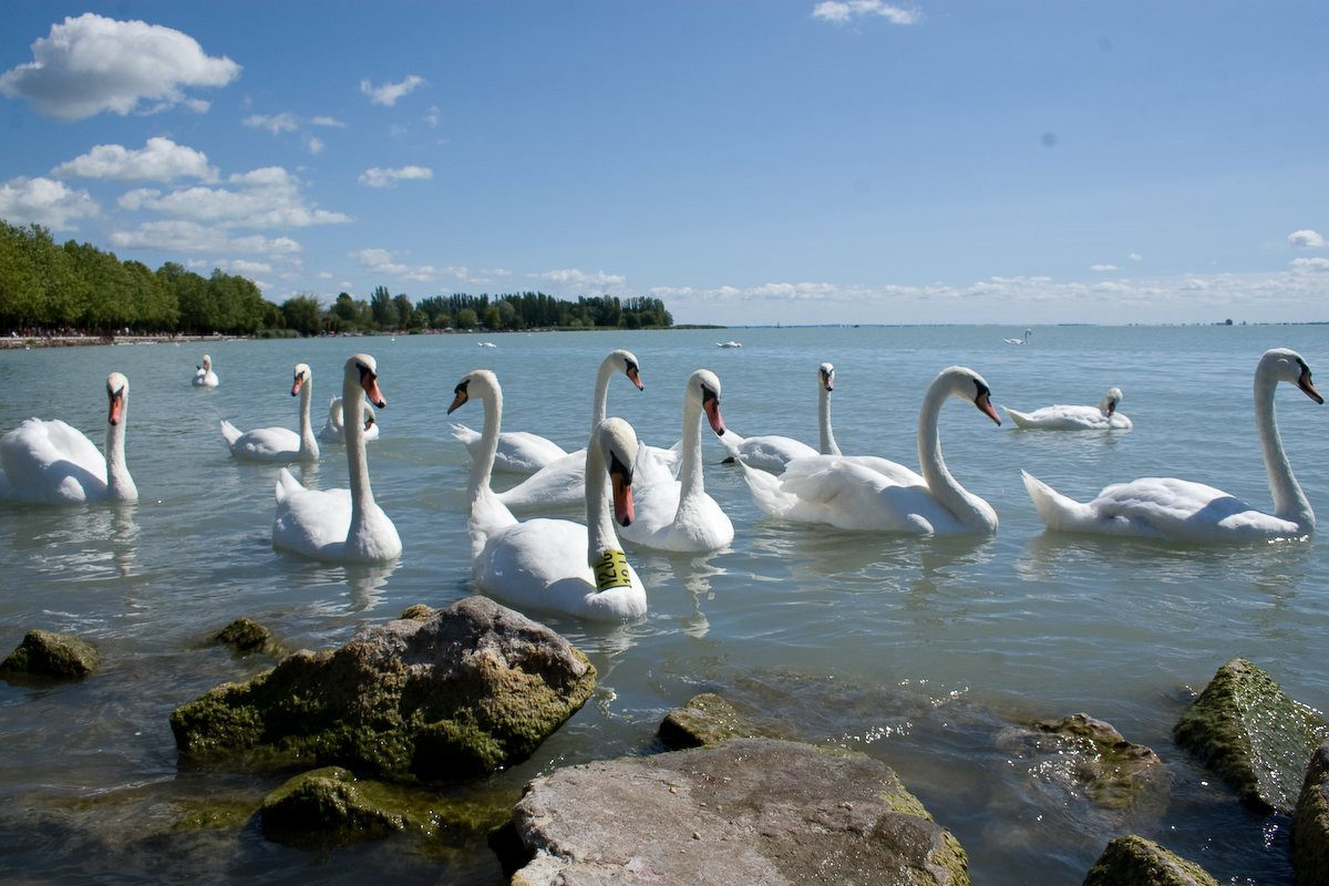 Балатон озеро, Венгрия, фото № 69700 – фотографии Венгрии