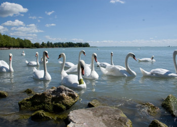 Балатон озеро, Венгрия, фото № 69700 – фотографии Венгрии