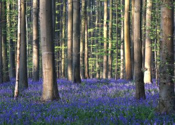 Синий лес, Брюссель, Бельгия – фотографии Бельгии