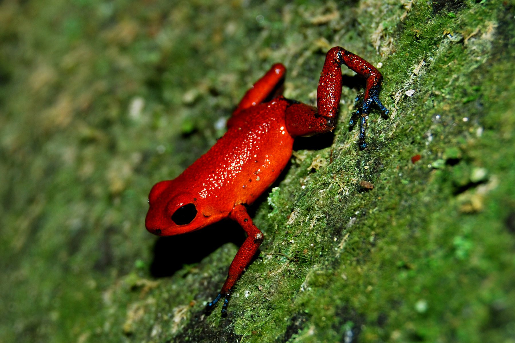Тортугеро Национальный парк, Лимон провинция, Коста-Рика, фото № 40382 – фотографии Коста-Рики