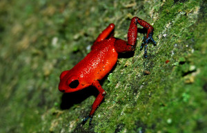 Тортугеро Национальный парк, Лимон провинция, Коста-Рика, фото № 40382 – фотографии Коста-Рики